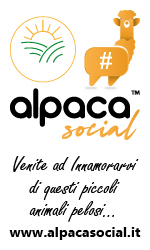ALPACA SOCIAL 150X250